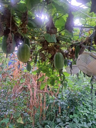 온시디움님의 자유주제 · 자유게시판 작성글 사진