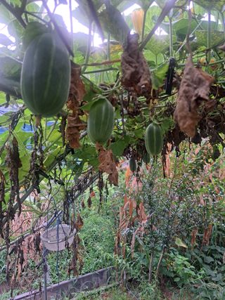 온시디움님의 자유주제 · 자유게시판 작성글 사진