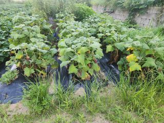 각운님의 기타작물 · 병해충상담 작성글 사진