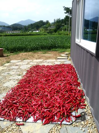 권순옥님의 배추 · 일상 작성글 사진