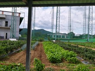 권순옥님의 배추 · 일상 작성글 사진