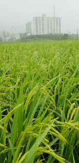 팜모닝 시금치·일상 게시글 이미지