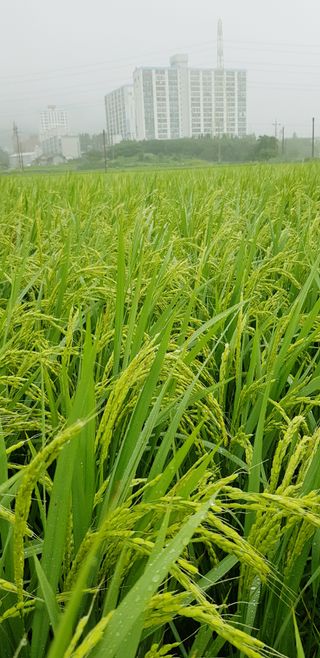 파릇파릇님의 시금치 · 일상 작성글 사진