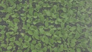 요리하는 농부님의 배추 · 영농일지 작성글 사진