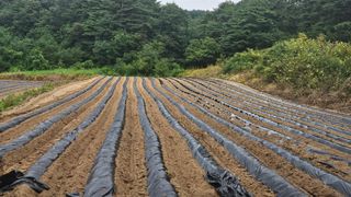 요리하는 농부님의 배추 · 영농일지 작성글 사진