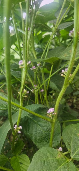 요리하는 농부님의 자유주제 · 자유게시판 작성글 사진