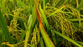 요리하는 농부님의 자유주제 · 자유게시판 작성글 사진