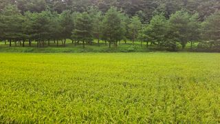 요리하는 농부님의 자유주제 · 자유게시판 작성글 사진