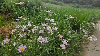 요리하는 농부님의 자유주제 · 자유게시판 작성글 사진