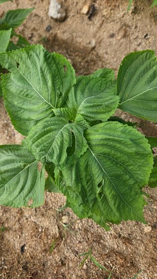 요리하는 농부님의 자유주제 · 자유게시판 작성글 사진