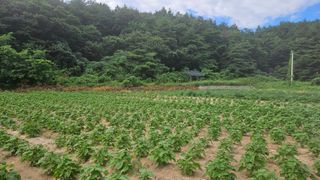 요리하는 농부님의 자유주제 · 자유게시판 작성글 사진