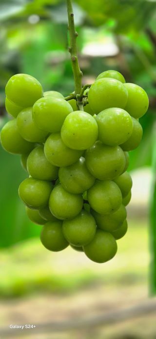 샤인 초보농부 님의 ☀️8월 농작업 계획 · 참여글 작성글 사진