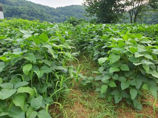 안씨농원님의 자유주제 · 자유게시판 작성글 사진
