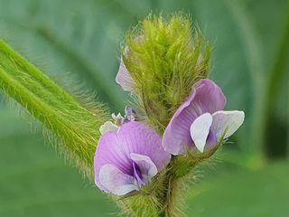 안씨농원님의 자유주제 · 자유게시판 작성글 사진