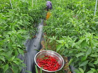 안씨농원님의 자유주제 · 자유게시판 작성글 사진