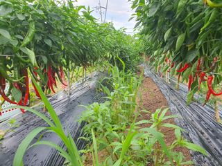 안씨농원님의 자유주제 · 자유게시판 작성글 사진