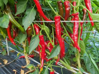 안씨농원님의 자유주제 · 자유게시판 작성글 사진