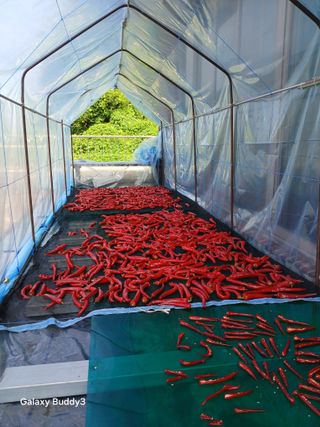 김영열님의 고추 · 영농일지 작성글 사진