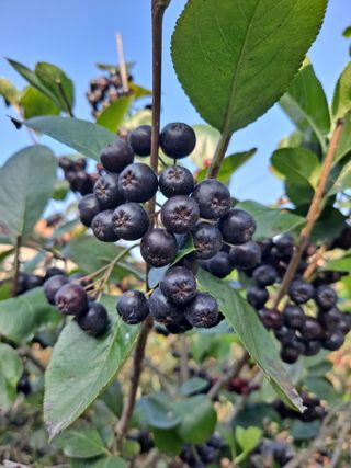 최성희 님의 ☀️8월 농작업 계획 · 참여글 작성글 사진