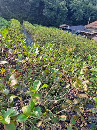 최성희 님의 ☀️8월 농작업 계획 · 참여글 작성글 사진