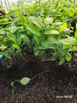 김선웅[포포나무]님의 자유주제 · 자유게시판 작성글 사진