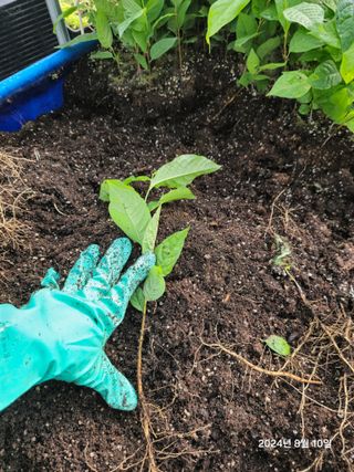 김선웅[포포나무]님의 자유주제 · 자유게시판 작성글 사진