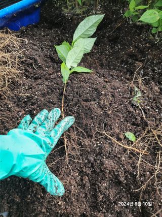 김선웅[포포나무]님의 자유주제 · 자유게시판 작성글 사진