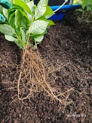 김선웅[포포나무]님의 자유주제 · 자유게시판 작성글 사진