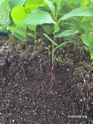 김선웅[포포나무]님의 자유주제 · 자유게시판 작성글 사진