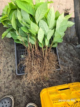 김선웅[포포나무]님의 자유주제 · 자유게시판 작성글 사진