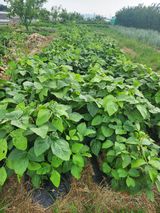 팜모닝 콩·영농일지 게시글 이미지