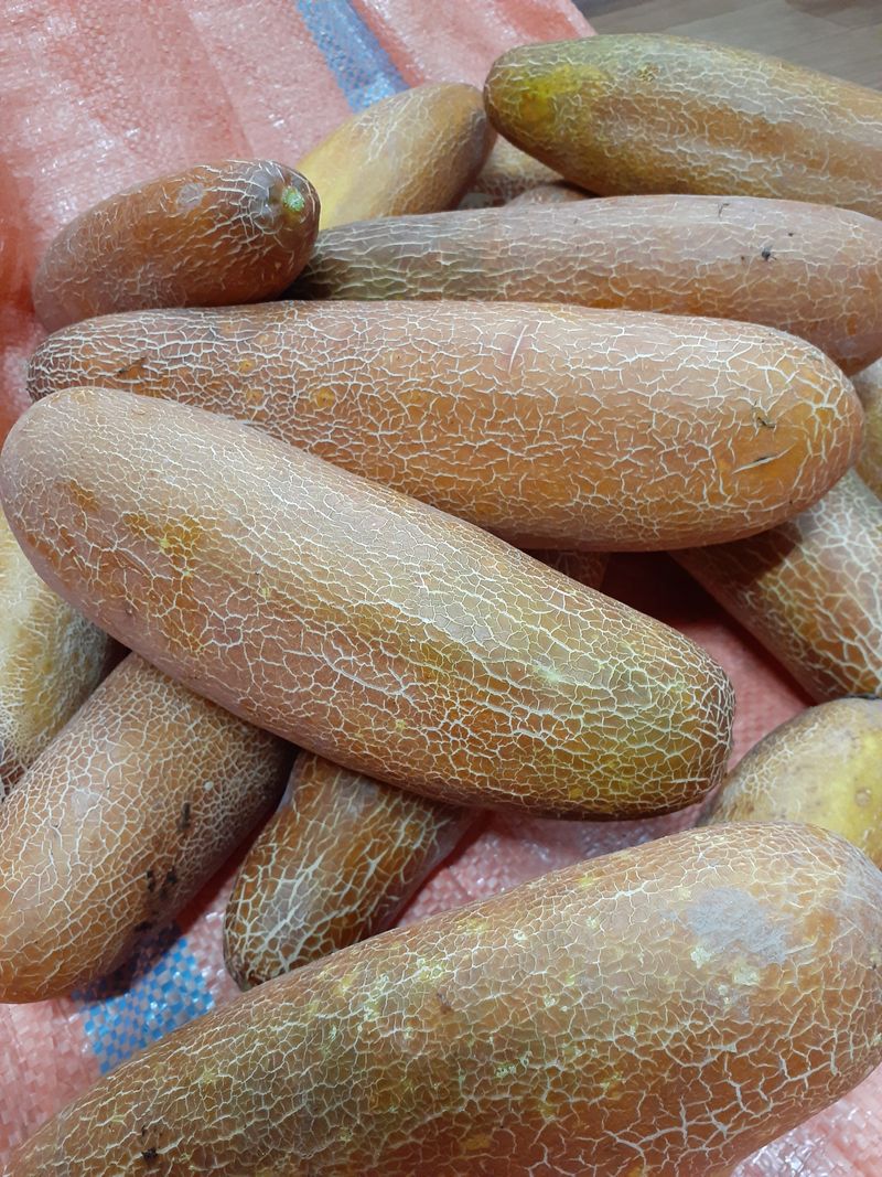 장터 상품 [(판매완료)토종노각 10키로판매합니다] 썸네일