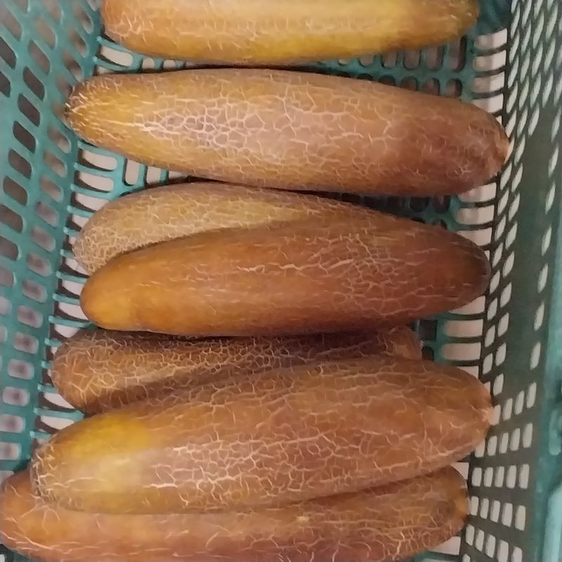 아로대추님의 장터 판매 상품 [(판매완료)토종노각 10키로판매합니다] 첨부 사진