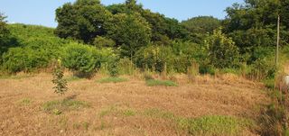 김영진님의 감 · 영농일지 작성글 사진