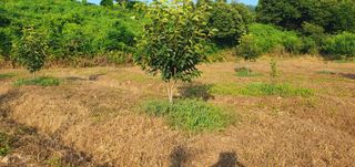 김영진님의 감 · 영농일지 작성글 사진