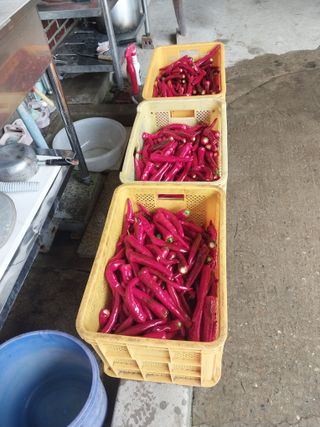 오영균 님의 고추 · 영농일지 작성글 사진