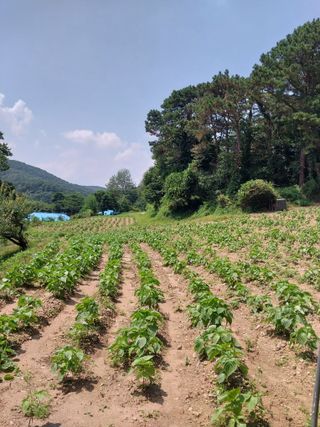 오영균 님의 들깨 · 영농일지 작성글 사진