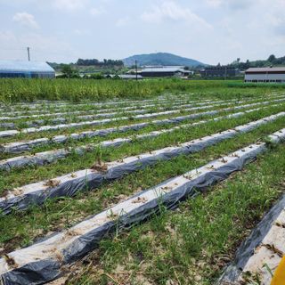 한상범님의 참깨 · 영농일지 작성글 사진