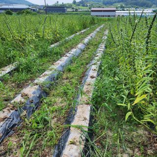 한상범님의 참깨 · 영농일지 작성글 사진