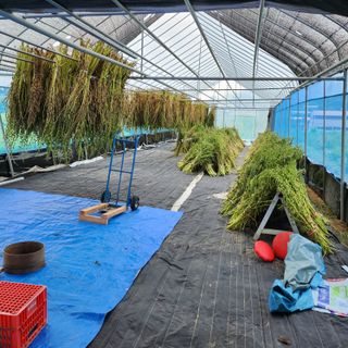 한상범님의 참깨 · 영농일지 작성글 사진