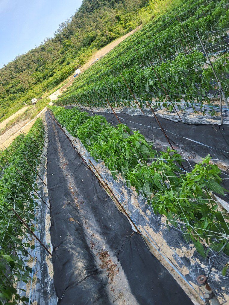 이정주님의 장터 판매 상품 [고춧가루 600g] 첨부 사진