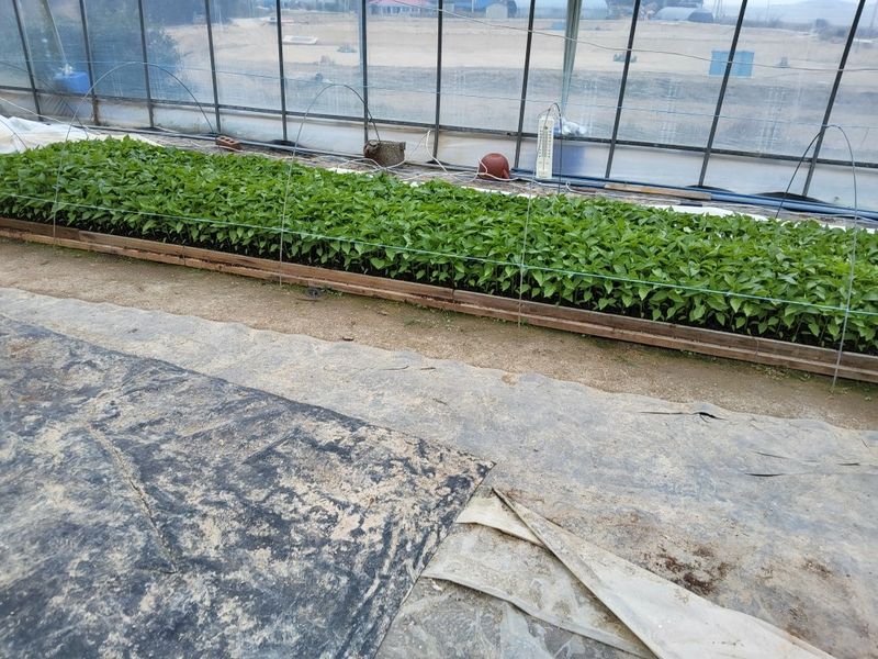 이정주님의 장터 판매 상품 [고춧가루 600g] 첨부 사진