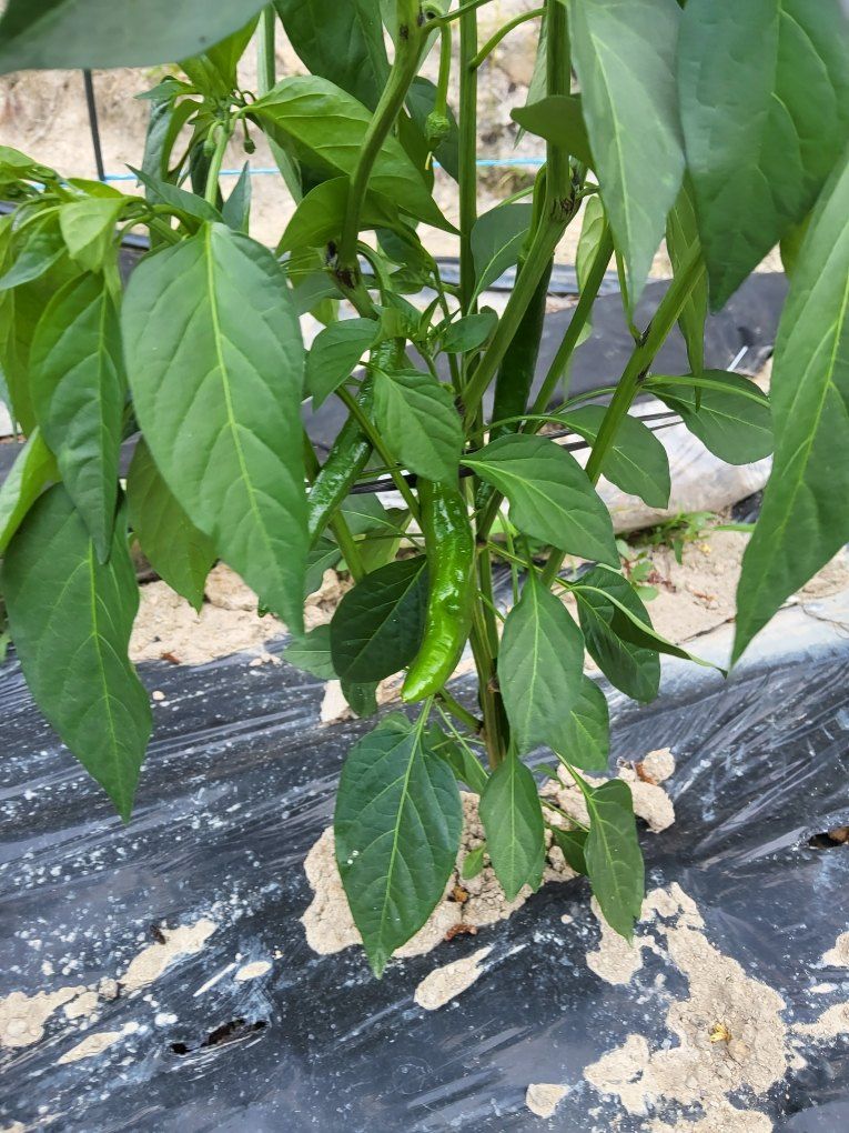 이정주님의 장터 판매 상품 [고춧가루 600g] 첨부 사진