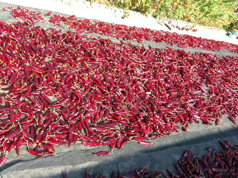 이정주님의 장터 판매 상품 [고춧가루 600g] 첨부 사진