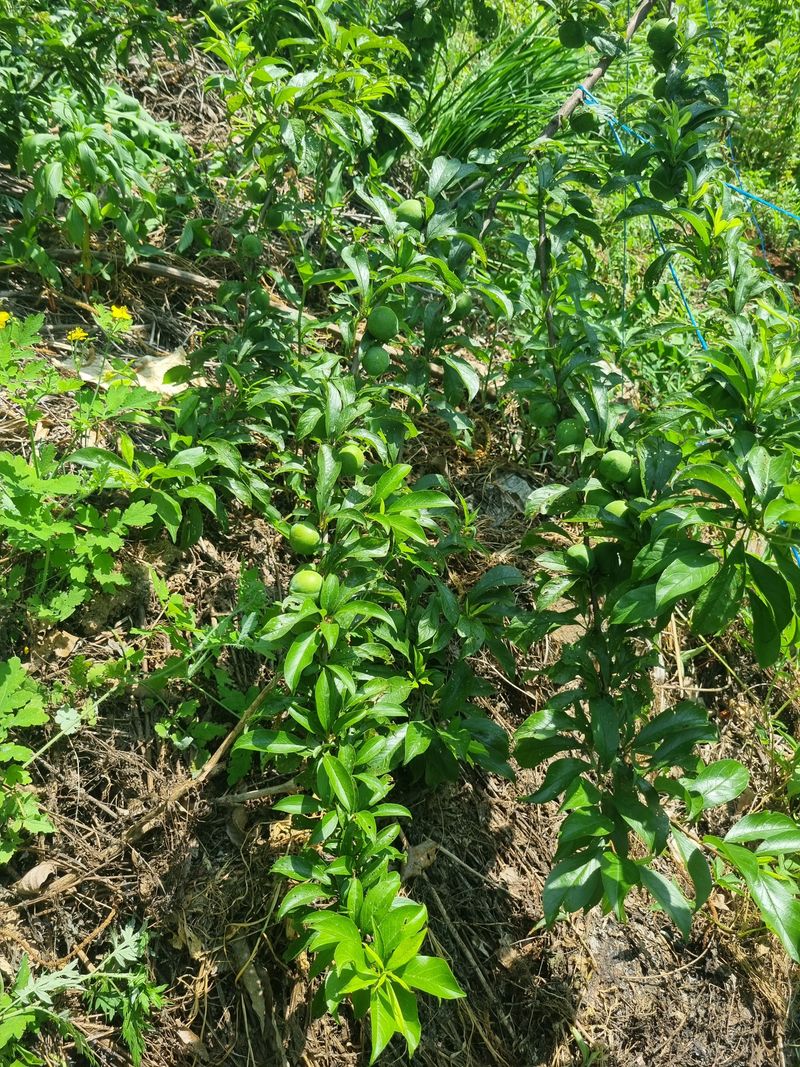 이정주님의 장터 판매 상품 [고춧가루 600g] 첨부 사진