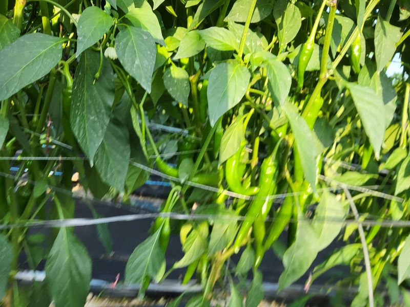 이정주님의 장터 판매 상품 [고춧가루 600g] 첨부 사진