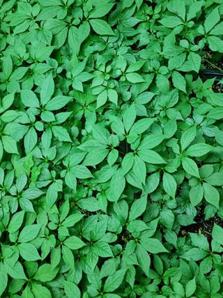 이헌진님의 기타작물 · 영농일지 작성글 사진