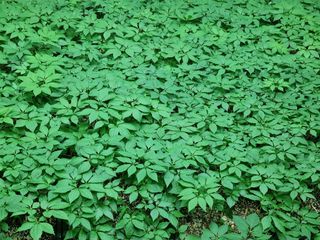 이헌진님의 기타작물 · 영농일지 작성글 사진