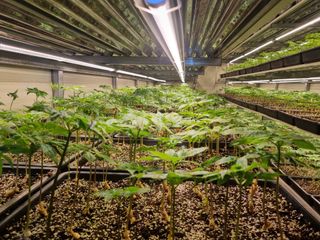 이헌진님의 기타작물 · 영농일지 작성글 사진