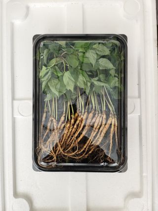 이헌진님의 기타작물 · 영농일지 작성글 사진